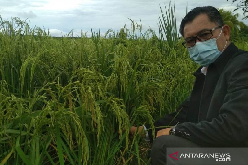 Kepala Dinas Pertanian TPH Kalbar, Florentinus Anum (ANTARA/Dedi)