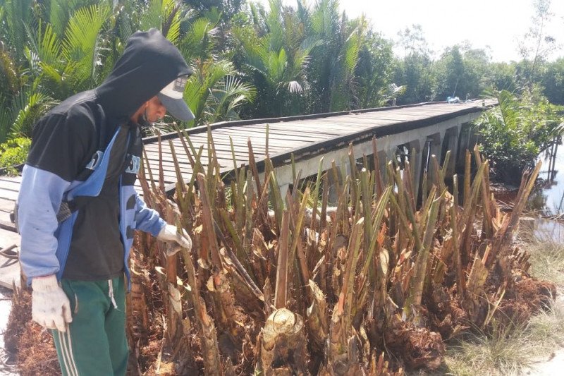 Seorang warga di Kabupaten Kepulauan Meranti, Provinsi Kepulauan Riau menyiapkan bibit sagu yang hendak ditanam di lahan perkebunan (Antara/HO-BRG)

