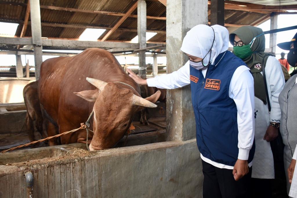Gubernur Jawa Timur Khofifah Indar Parawansa meminta para peternak sapi di Jatim mulai membangun kewaspadaan untuk mewaspadai penyakit baru bernama Lumpy Skin Disease (LSD). 