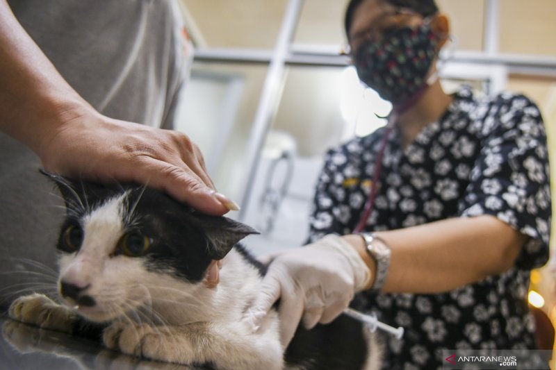 Polisi Periksa Kasus Penembakan Kucing di Rawamangun