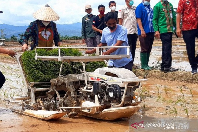 Wali Kota Kendari, H Sulkarnain Kadir, ikut melakukan penanaman serentak di Areal Persawahan Amohalo Kendari, menggunakan Transplanter yang merupakan alat penanam bibit dengan jumlah, kedalaman, jarak dan kondisi penanaman yang seragam, Kamis (4/2/2021) (