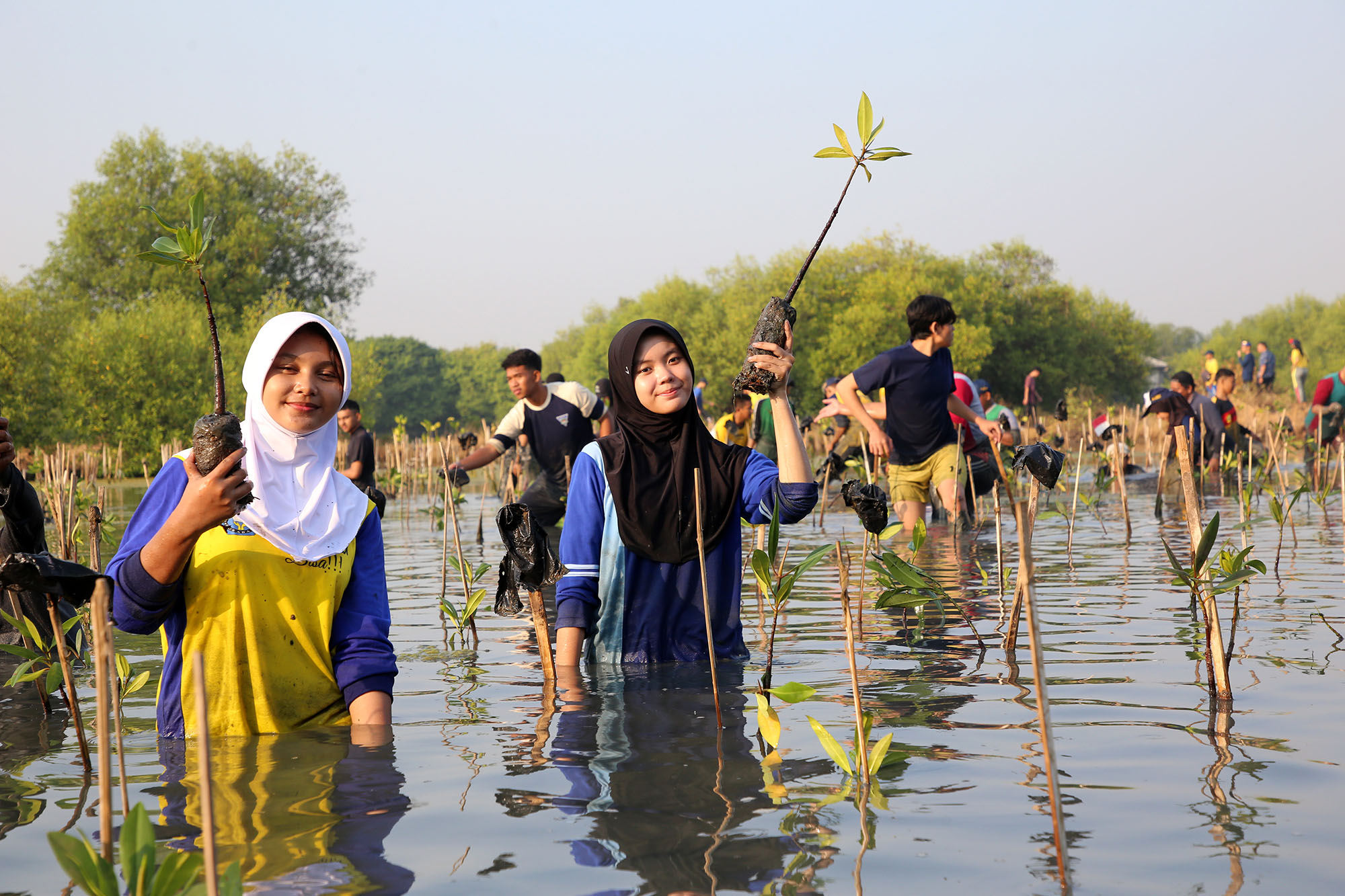 Kebun Raya Mangrove (KRM) Surabaya Merayakan HUT ke-1 dengan Penanaman 3000 Bibit Mangrove