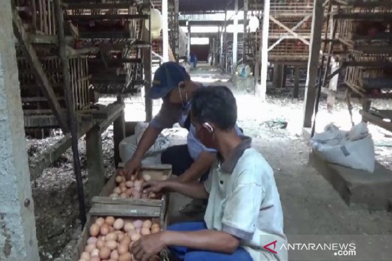 Peternak ayam petelur di Desa Sukowinangun, Kecamatan Magetan, Kabupaten Magetan sedang memanen telur ayam. Peternak ayam petelur di daerah tersebut mengalami kerugian karena harga pakan terus naik, sedangkan harga jual telur ayam di pasaran turun. (ANTAR